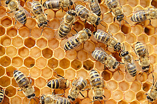 蜂蜜,蜜蜂,工蜂,幼体,白天,蜂窝状,蜂窝