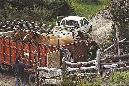运输,马,哺乳动物,卡车,巴塔哥尼亚,智利,南美