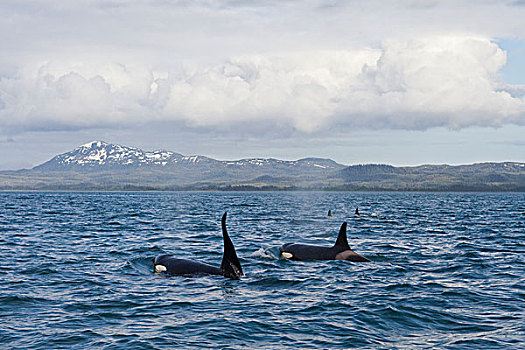 逆戟鲸,大,雄性,游动,正面,岛屿,威廉王子湾,阿拉斯加,夏天