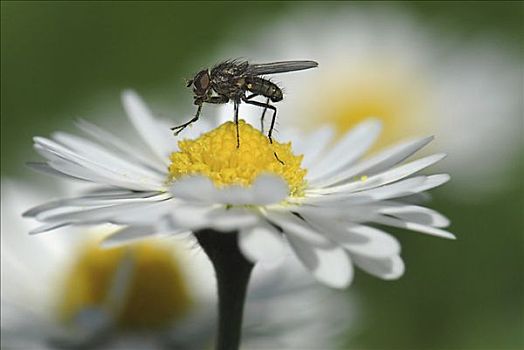 飞行,雏菊