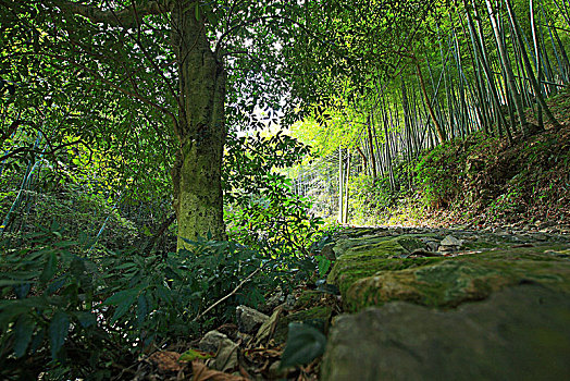 鄞州,塘溪镇,东山古道,竹林,山路