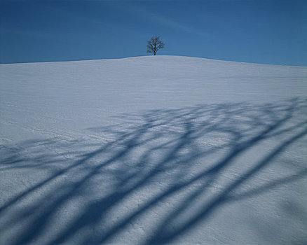 影子,冬天