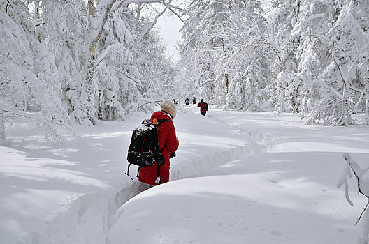 老里克湖冬季,林海雪原