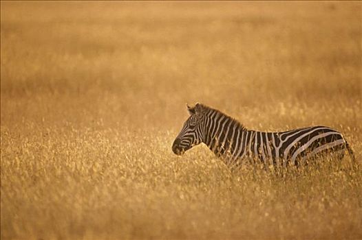 白氏斑马,斑马,走,高,大草原,草,马赛马拉国家保护区,肯尼亚