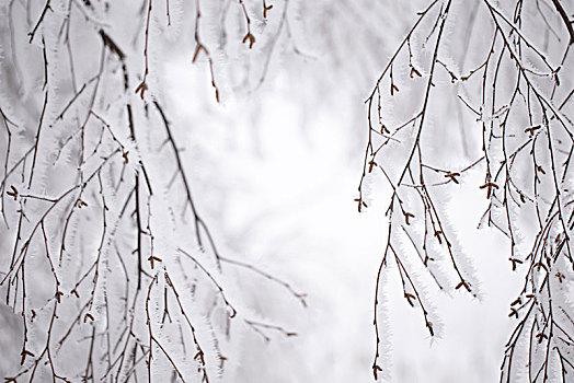 特写,冰冻,桦树,枝条,遮盖,粗厚,白色,白霜,模糊背景