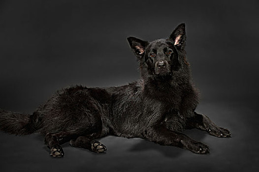 黑色,牧羊犬,暗色,灰色背景
