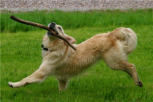 金毛猎犬