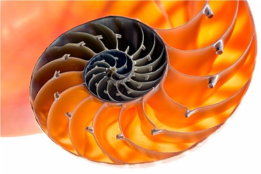 鹦鹉螺贝壳,隔绝