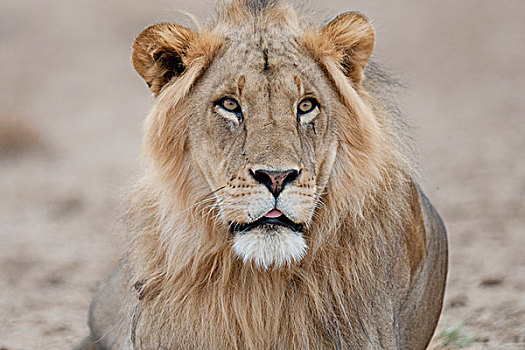 狮子,肯尼亚,非洲