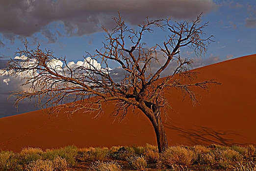 纳米比亚,国家公园,沙漠,刺槐,山谷