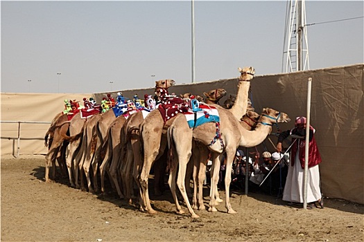 比赛,骆驼,赛道,多哈,卡塔尔