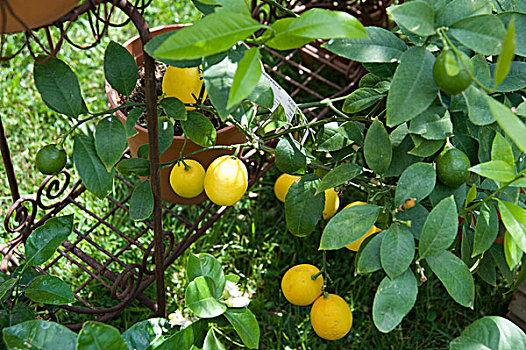 柠檬,观赏树