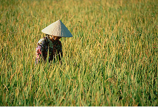 女人,稻田,湄公河三角洲,越南