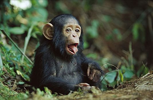 黑猩猩,类人猿,孤儿,加蓬