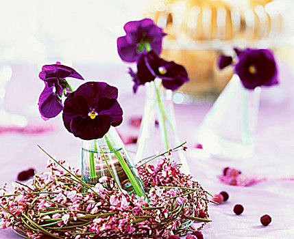 紫色,有角,紫罗兰,桌饰