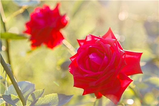 两个,红玫瑰,日落,逆光,户外
