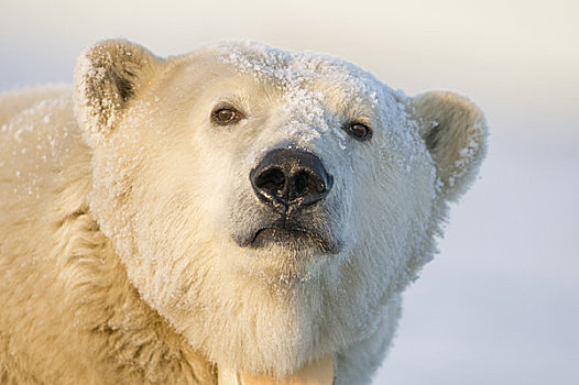 肖像,母熊,北极熊,早,秋天,岛屿,区域,北极圈,国家野生动植物保护区,阿拉斯加