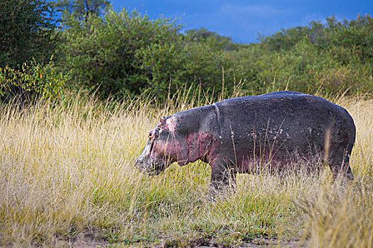 河马,出来的,水,草地上觅食,马赛玛拉国家保护区,肯尼亚,非洲