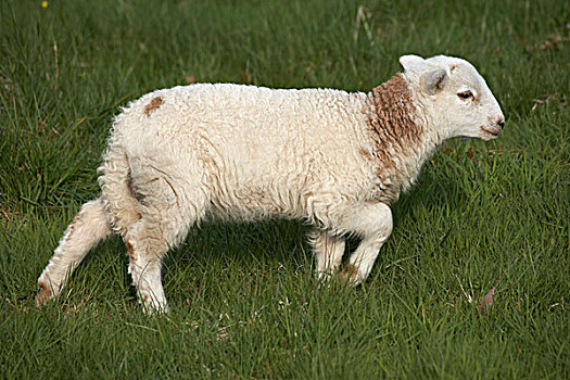 羊羔,威尔士