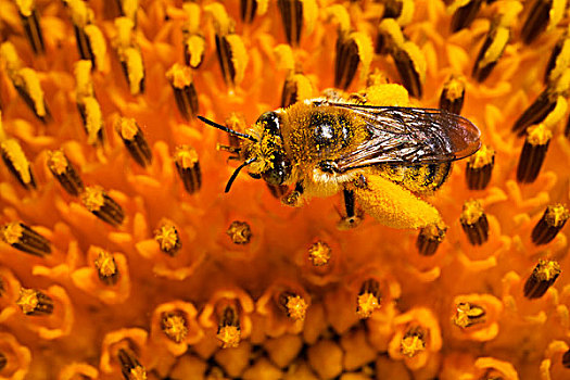 美国,加利福尼亚,蜜蜂,授粉,花,画廊