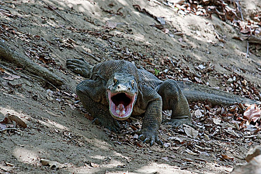科摩多巨蜥,科摩多龙,展示,林卡岛,科莫多国家公园,印度尼西亚