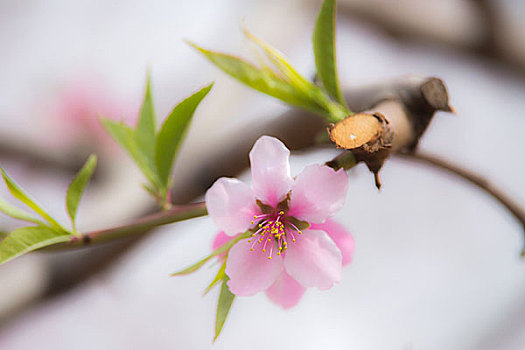 平谷桃花