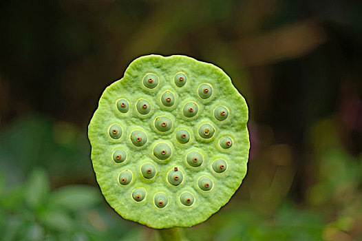 莲蓬特写