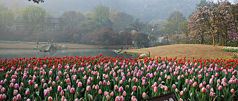 西湖郁金香,太子湾公园