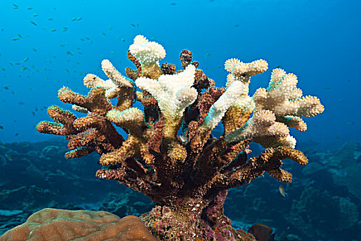 珊瑚,桌面珊瑚,圣诞节,岛屿,澳大利亚