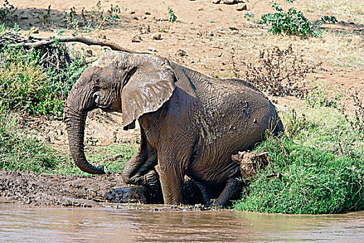 非洲象,打滚,桑布鲁野生动物保护区,肯尼亚