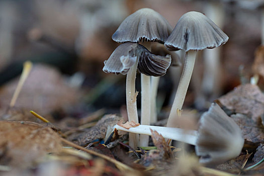 小菇属真菌