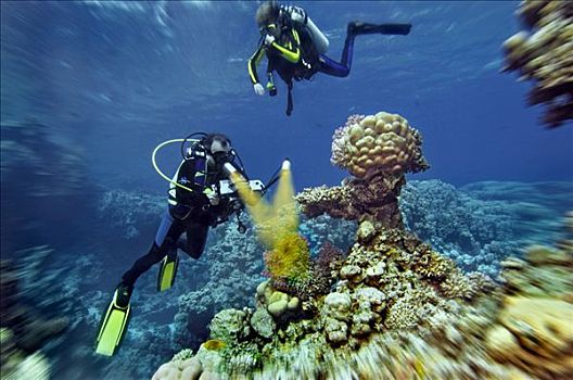 中东,埃及,红海,潜水,摄像机,硬珊瑚
