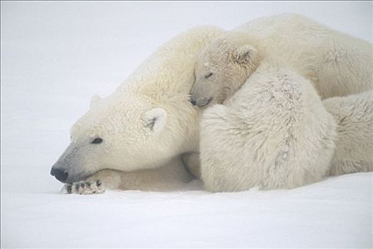 母亲,北极熊,幼兽,簇拥,雪中,风暴,丘吉尔市,加拿大,冬天