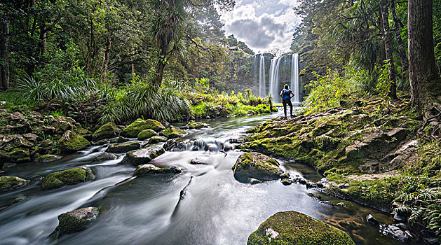 远足,面对,瀑布,温带雨林,北国,北岛,新西兰,大洋洲