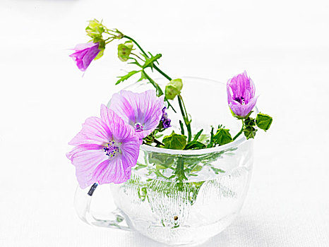 锦葵属植物,花,水中,玻璃杯