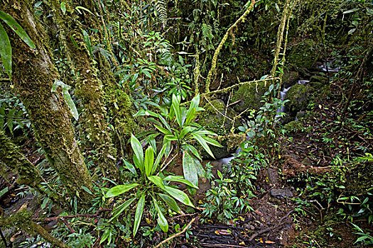 省立公园,巴布亚新几内亚