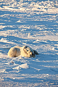 北极熊,躺下,曼尼托巴,加拿大