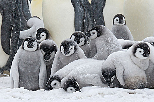 帝企鹅,父母,暴风雪,雪丘岛,南极