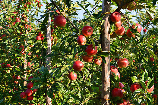 苹果,种植园,成熟,红苹果,陆地,靠近,下萨克森,德国,欧洲