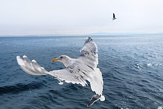 正在海面上翱翔的海鸥