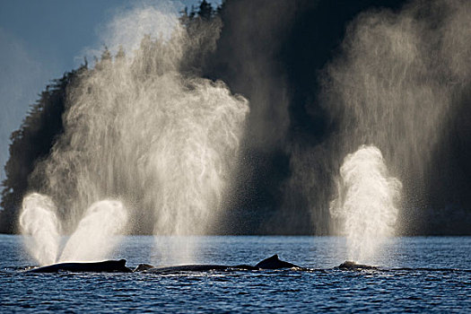 驼背鲸,向上,薄雾,东南阿拉斯加,夏天