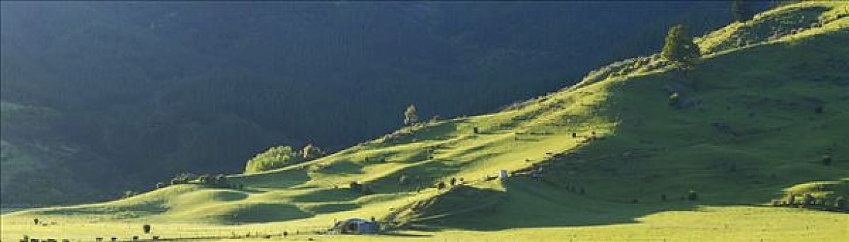 绿色,山,软,晨光,靠近,新西兰