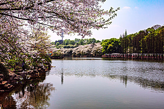 湖南省森林植物园－樱花湖