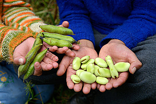 荚,豆,蚕豆,摊开手,省,秘鲁,南美,慈善