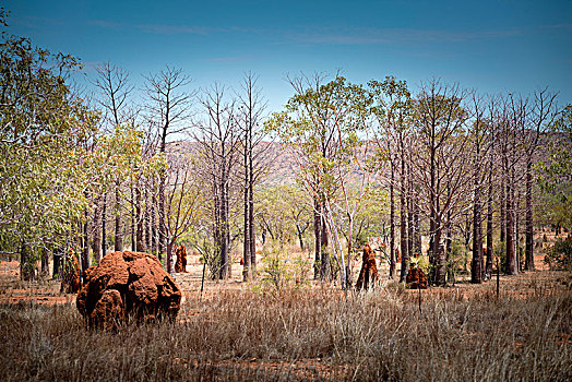 年轻,猴面包树,金伯利,西澳大利亚州