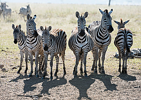 斑马,站立,排列,塞伦盖蒂国家公园,坦桑尼亚