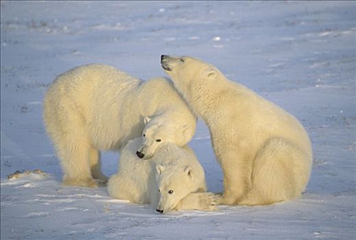 北极熊,三个,丘吉尔市,曼尼托巴,加拿大