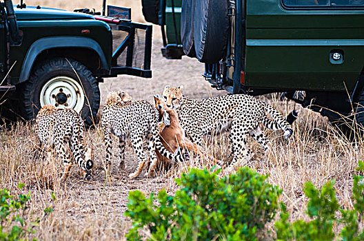 印度豹,猎豹,马赛马拉国家保护区,肯尼亚