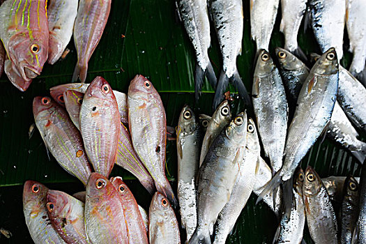鱼,出售,香蕉叶,鱼市,省,苏门答腊岛,印度尼西亚