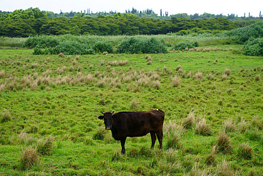 黑色,母牛,岛屿,冲绳,日本